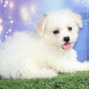 Shichon Puppy Bichon Frise x ShiCHON Shih Tzu and Bichon cross-2