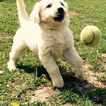 KC registered beautiful golden retriever puppies.