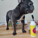 French bulldog-1