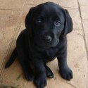   LABRADOR RETRIVER PUPPIES -1