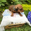 German Pointer Puppies-1