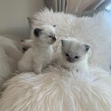 Beautiful Ragdoll Kittens -0