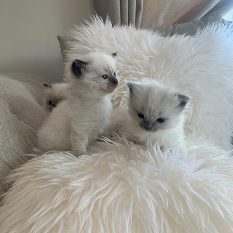 Beautiful Ragdoll Kittens 