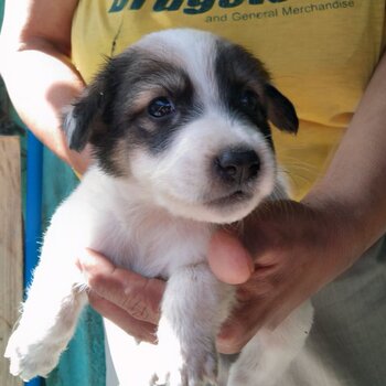 Labrador mixed breed male puppy 002