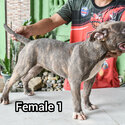 American Bully-3