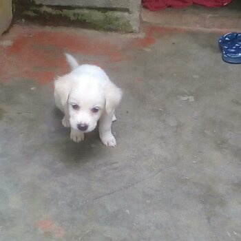 Mixed Doxiepoo Puppy