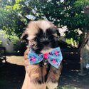 Pure Shihtzu 💗-1