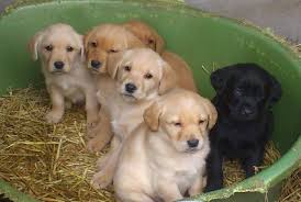 Labrador(purebreed) puppies for Rehoming  