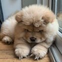 Chow Chow for sale-1