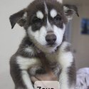 Siberian Husky-3