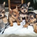 Miniature Yorkshire Terrier -5