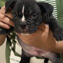 Micro Exotic Bully Puppy-1