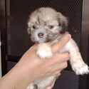 Purebred lhasa apso puppies-3