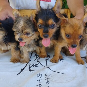 Miniature Yorkshire Terrier 