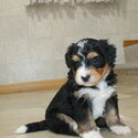 Bernedoodle puppy for sale male &amp; female -1