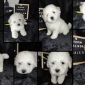 BICHON FRISE FOR REHOMING-1