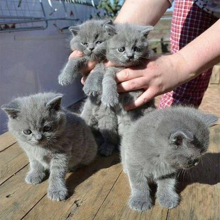 Gccf Champion Pedigree British Shorthair Kittens