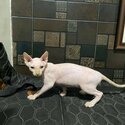 Sphynx male 1 year old-0