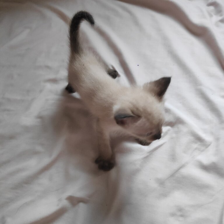 Pure Siamese Kittens