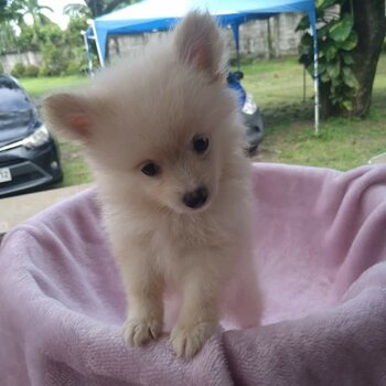 Pomeranian Puppy 