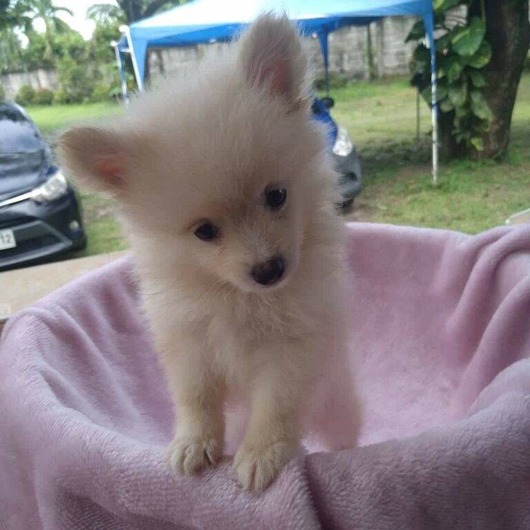 Pomeranian Puppy 