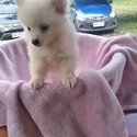 Pomeranian Puppy -2