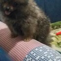 POM puppy 4 SALE-1