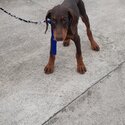 3 Months old Doberman 4 Sale-1