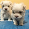 Gorgeous Maltese girls for sale-2