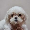 Shih Tzu Female-2