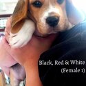 Beagle Pups for Sale -3