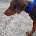 3 Months old Doberman 4 Sale-2