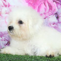 Bichon Frise Puppy &quot;RUSh&quot;-0