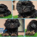 Shih Tzu for sale-0