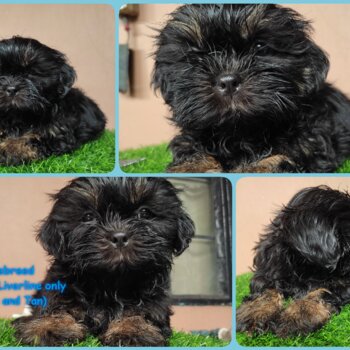 Shih Tzu for sale