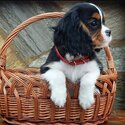 Cavalier King Charles Spaniel-2