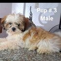 Shih Tzu puppies for rehoming (Male &amp; Female available)-2