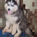 Siberian husky Wooly back to back import and wooly-1