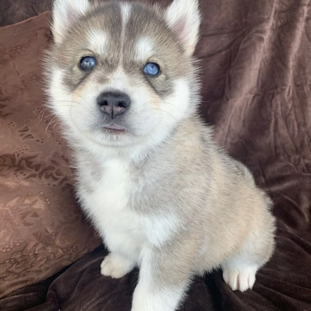 Blue eyes Siberian husky puppies for sale