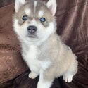 Blue eyes Siberian husky puppies for sale-0