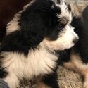 Bernedoodle puppy for sale male &amp; female -2