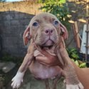 American bully puppies -2