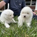 Gorgeous Samoyed Puppies-0