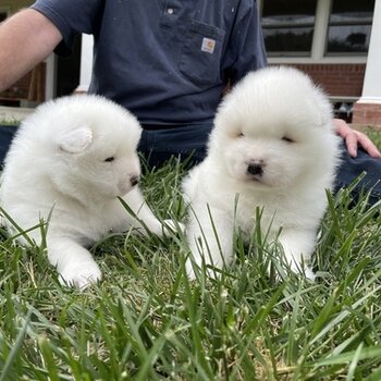 Gorgeous Samoyed Puppies