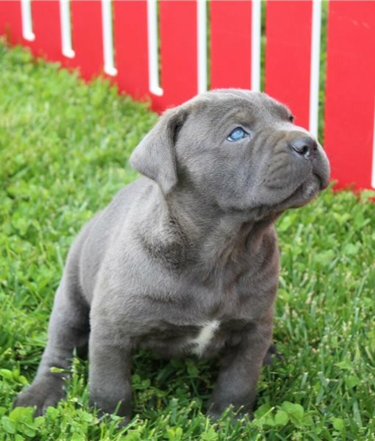 pedigree cane corso puppies for sale