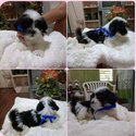 Shih-Tzu x Collie-2