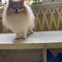 Male Pure Pomeranian from Thailand with papers-1