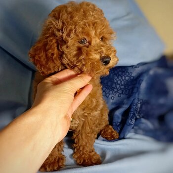 AMAZING TOY POODLE PUPPIES AVAILABLE 