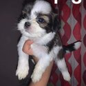 shih tzu puppies for sale-1