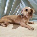 Mini Dachshund English Cream Long Hair Puppies Dogs for sale-3